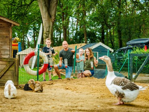 Vakantiepark De Luttenberg - Camping Raalte - Image N°3