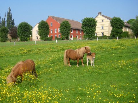 Bungalowpark Landsrade - Camping Gulpen-Wittem - Image N°4